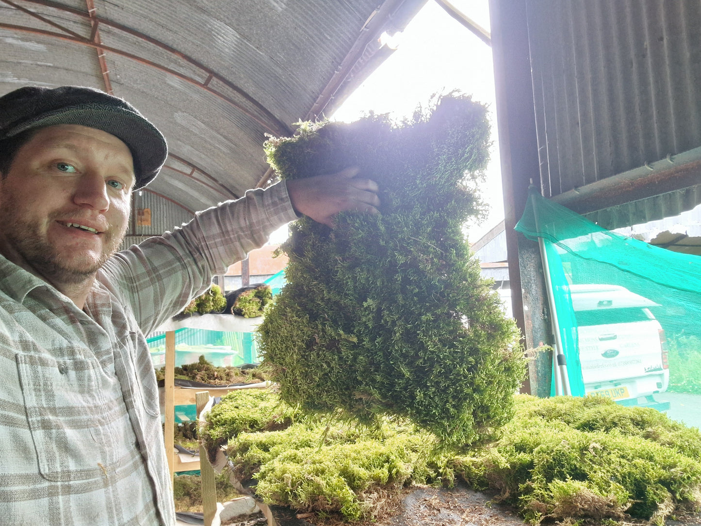 Hypnales Carpet Moss Lawn