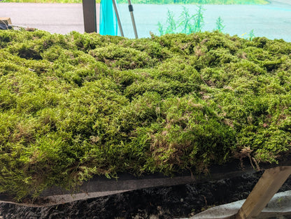 Red Stem Feather Moss ( Pleurozium )