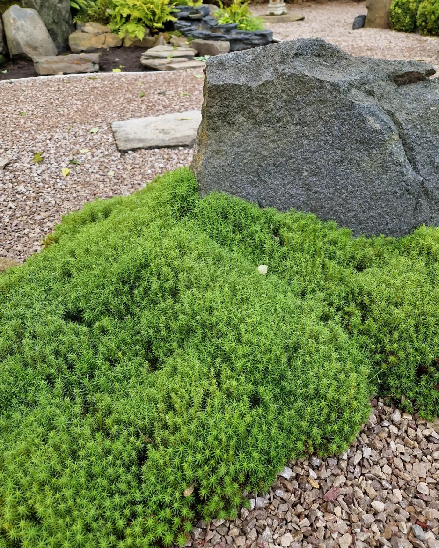 Haircap Moss Lawn