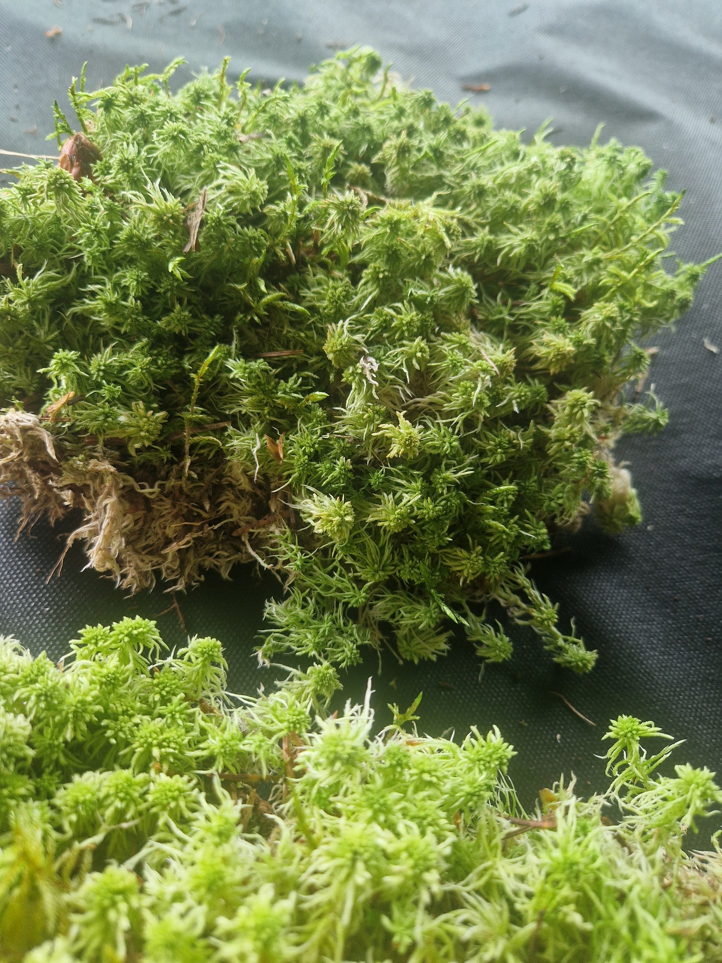 Sphagnum Green Lower Quality Mix