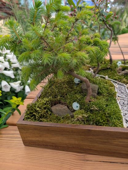 Miniature Kyoto Zen Gardens