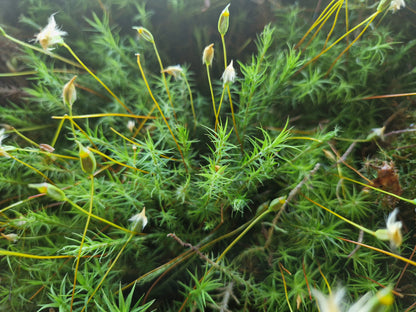 Haircap Moss Lawn