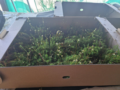 Haircap Moss Lawn