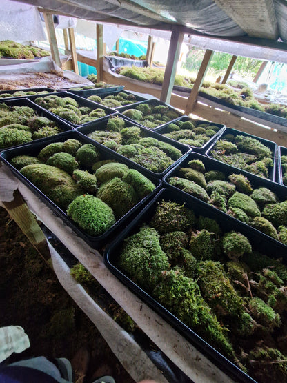 Bun Moss, Cushion Moss, Pincushion Moss, WhiteMoss ( Leucobryum )