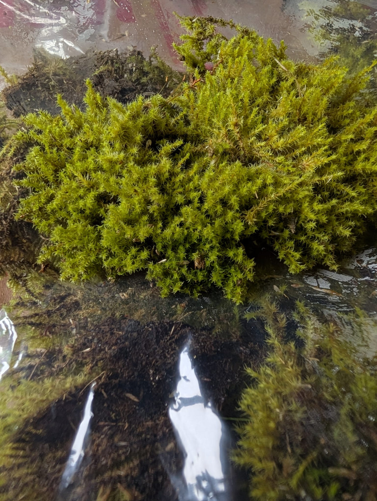 Mix Moss for Rocks/Boulders