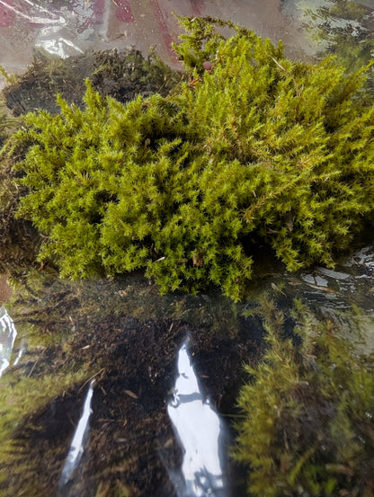 Mix Moss for Rocks/Boulders