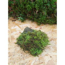 Load image into Gallery viewer, Medium Mossy Rock 2
