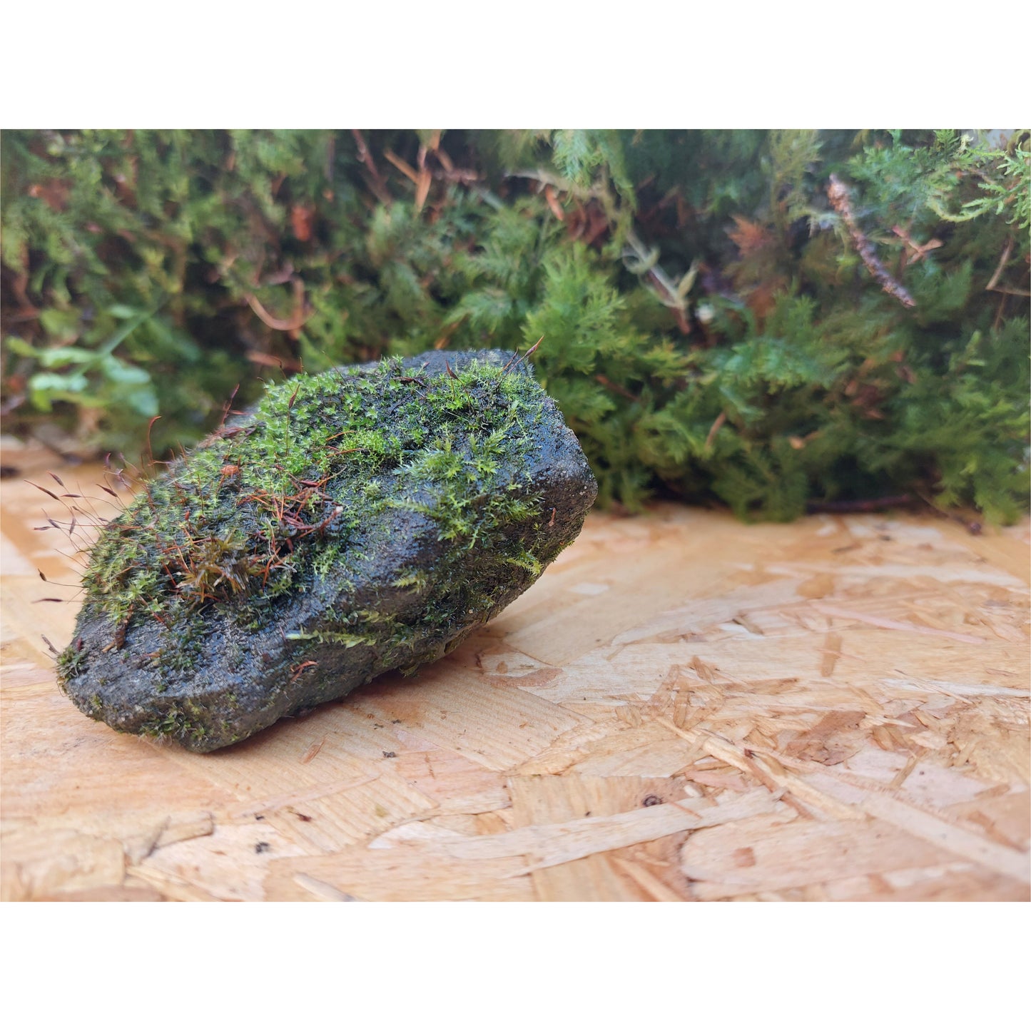 Medium Mossy Rock 3