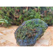 Load image into Gallery viewer, Medium Mossy Rock 3
