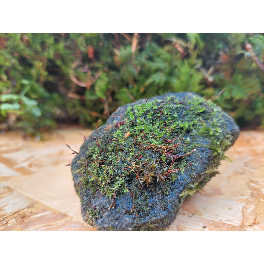 Medium Mossy Rock 3