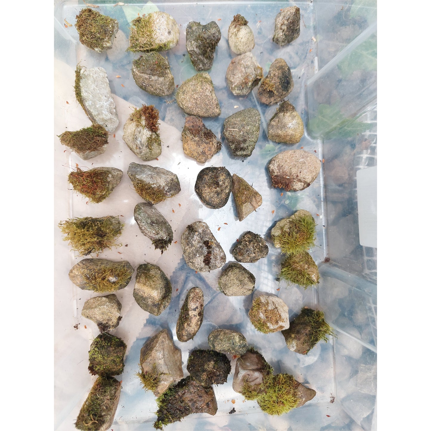 Moss on Rocks, pack of 5 small rocks