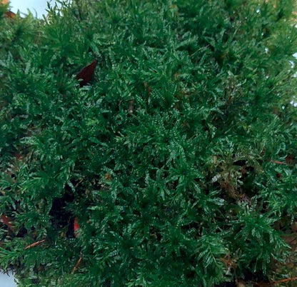 Hart’s-tongue Thyme-moss (Plagiomnium undulatum)