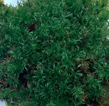 Load image into Gallery viewer, Hart’s-tongue Thyme-moss (Plagiomnium undulatum)
