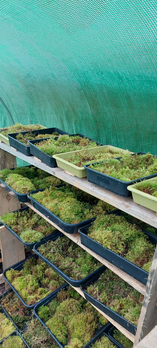 Moss for planter. 95 cm x 145 cm.