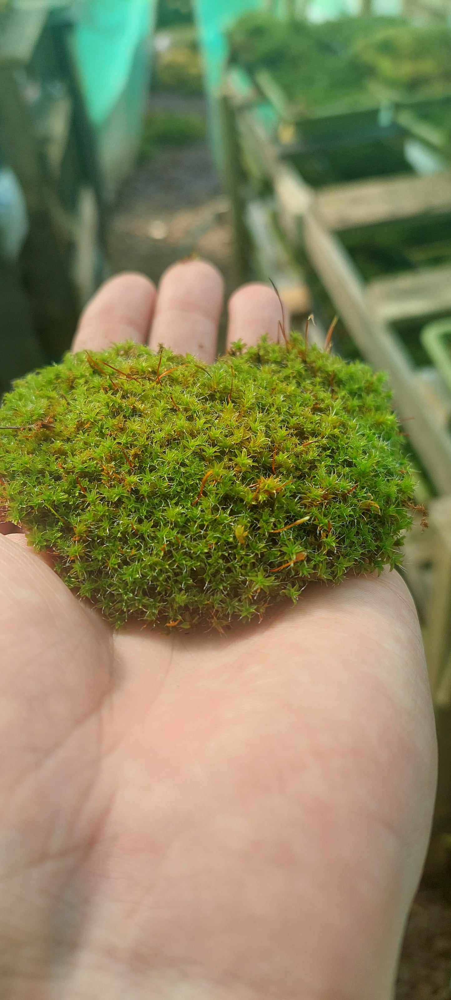 Star Moss (Syntrychia and similar species)