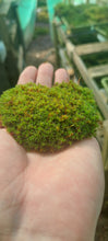 Load image into Gallery viewer, Star Moss (Syntrychia and similar species)
