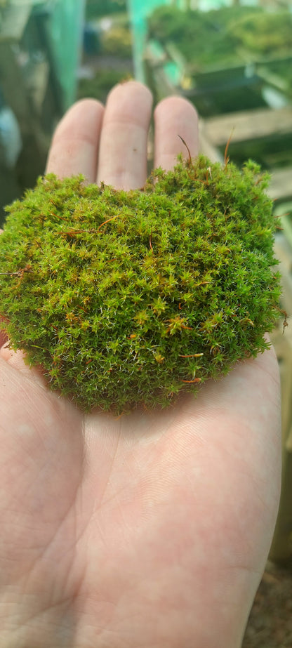 Star Moss (Syntrychia and similar species)