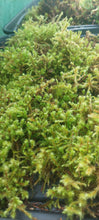 Load image into Gallery viewer, Little/Big Shaggy Moss (Rhytidiadelphus loreus, triqetrus )
