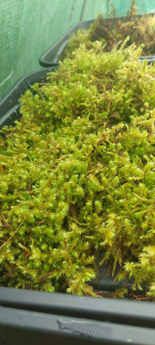 Little/Big Shaggy Moss (Rhytidiadelphus loreus, triqetrus )