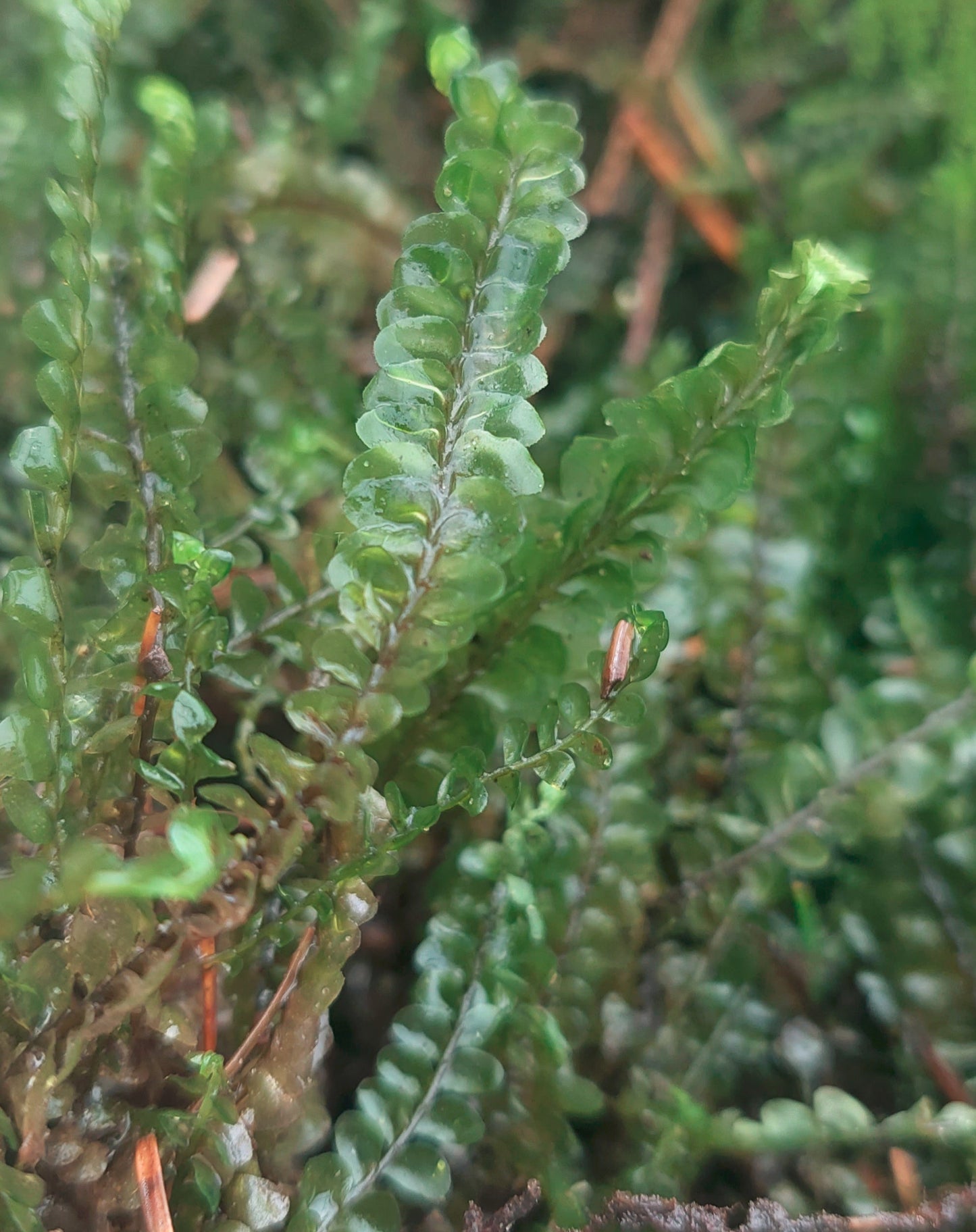 Greater Featherwort (Plagiochila)