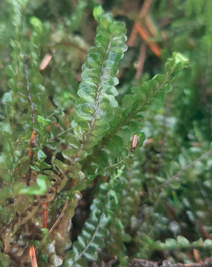 Greater Featherwort (Plagiochila)