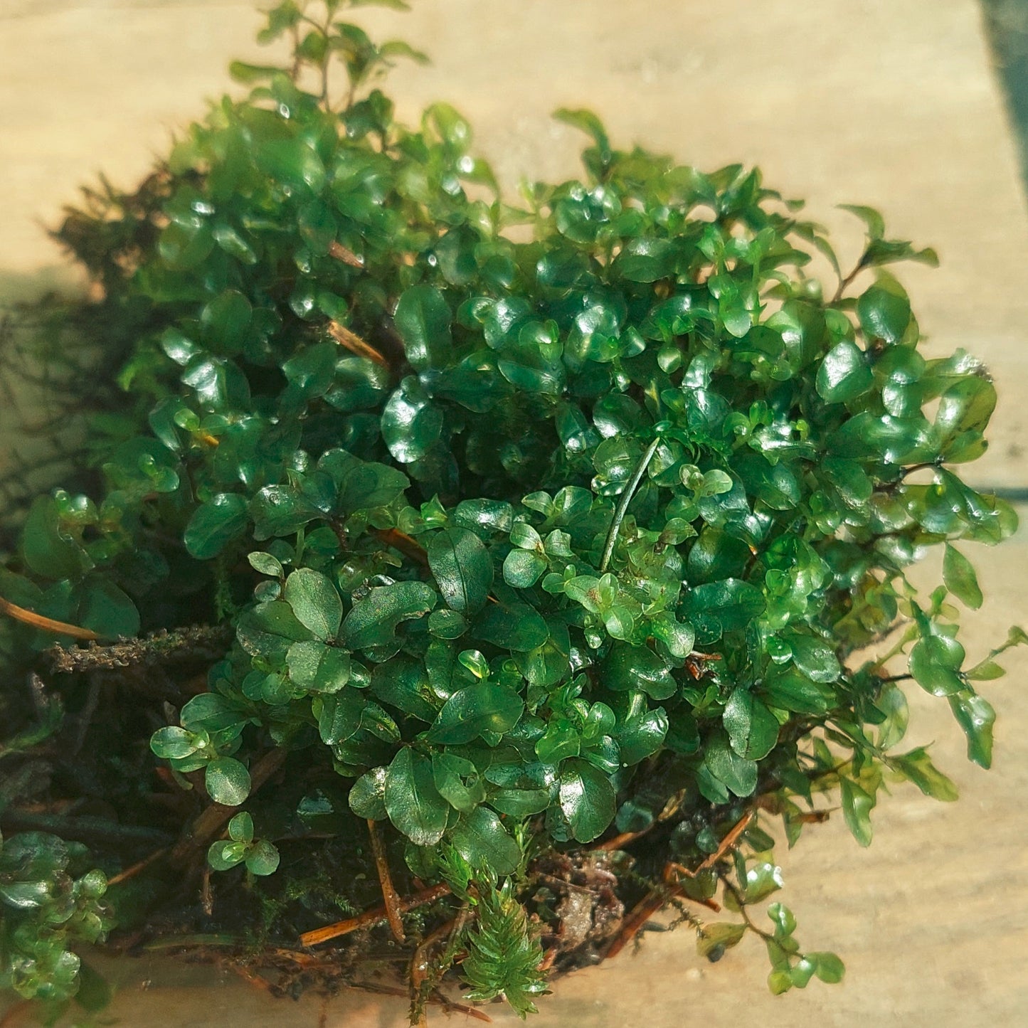 Dotted Thyme-Moss (Rhizomnium punctatum)