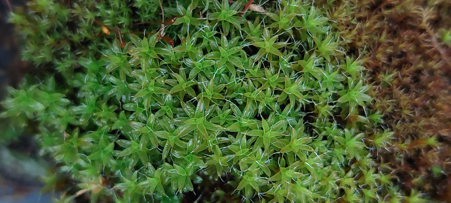 Star Moss (Syntrychia and similar species)