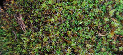 Star Moss (Syntrychia and similar species)