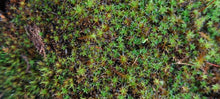 Load image into Gallery viewer, Star Moss (Syntrychia and similar species)
