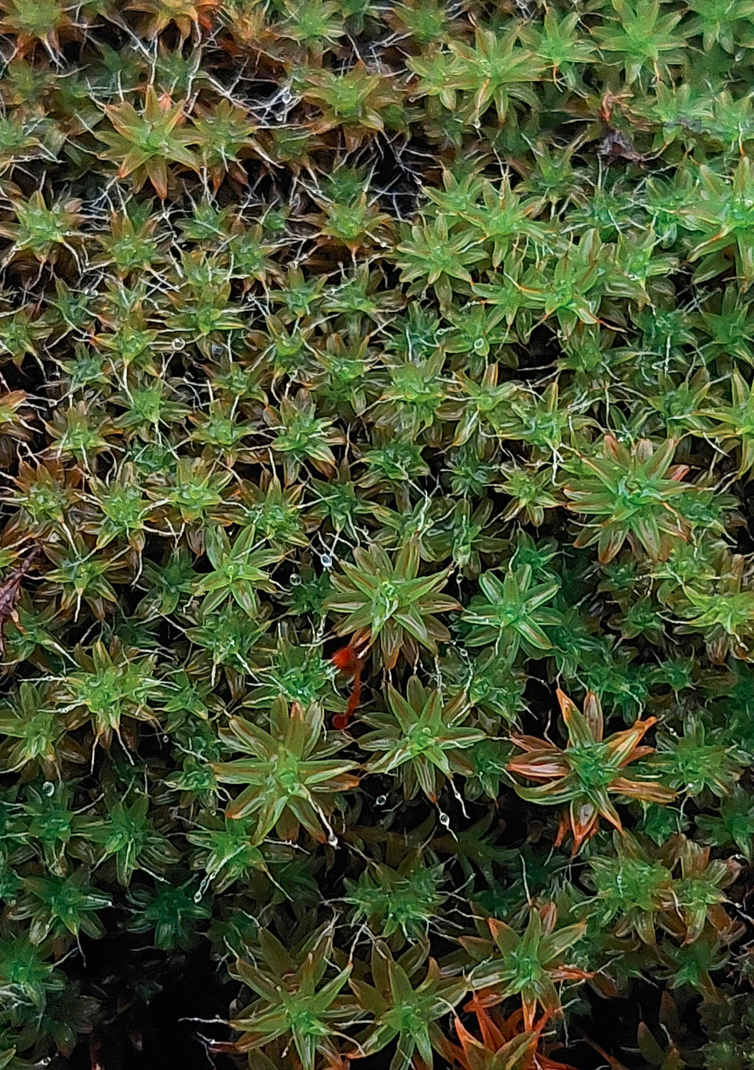 Star Moss (Syntrychia and similar species)