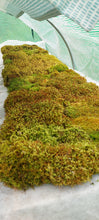 Load image into Gallery viewer, Mix Moss Lawn for partially shaded areas
