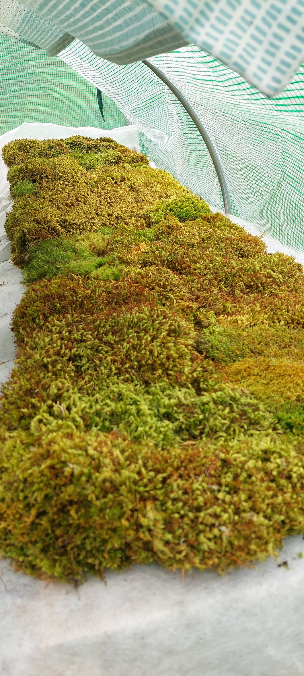 Mix Moss Lawn for partially shaded areas