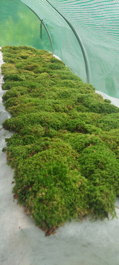 Mix Moss Lawn for shaded areas