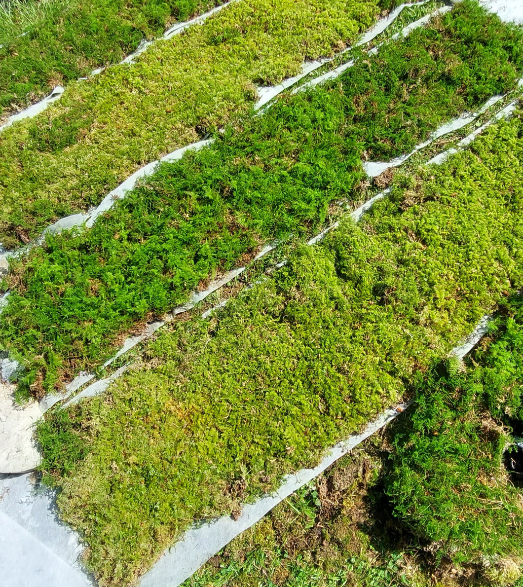Tamarisk Carpet moss, Fern Moss lawn.