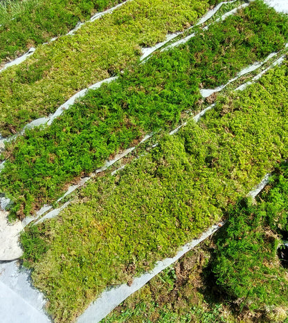 Mix Moss Lawn for shaded areas