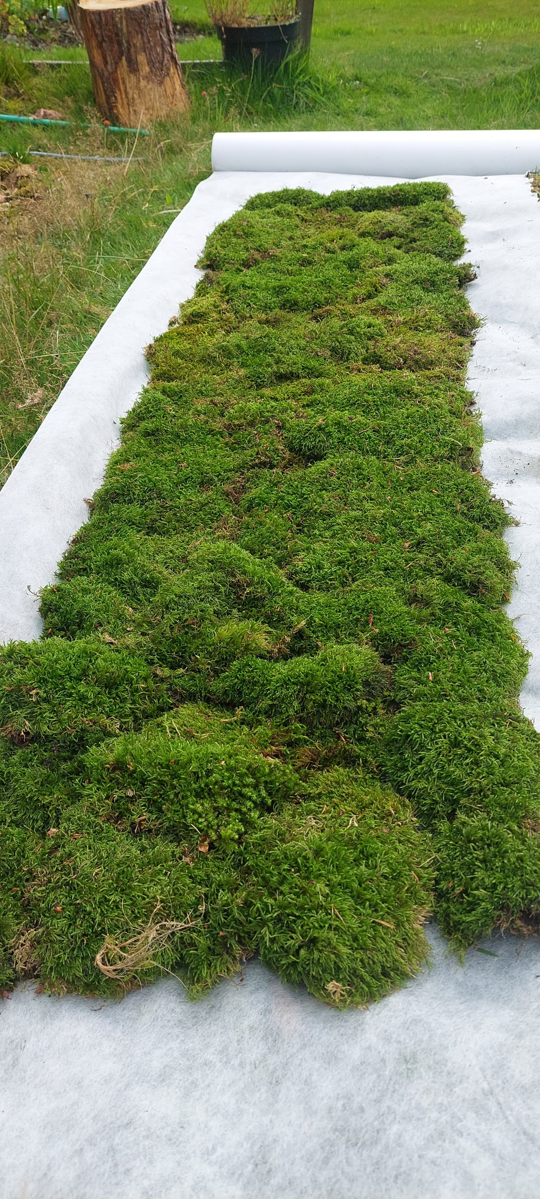 Hypnales Carpet Moss Lawn