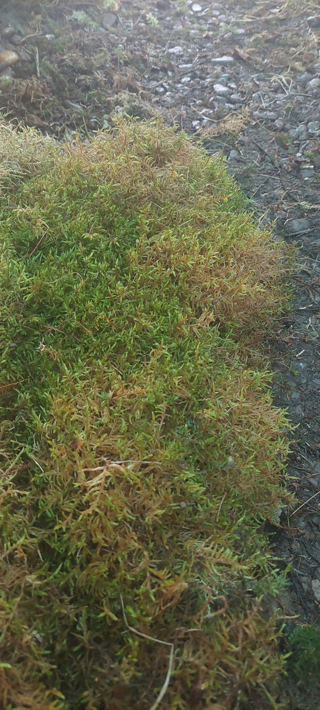 Woodland Carpet Moss Lawn
