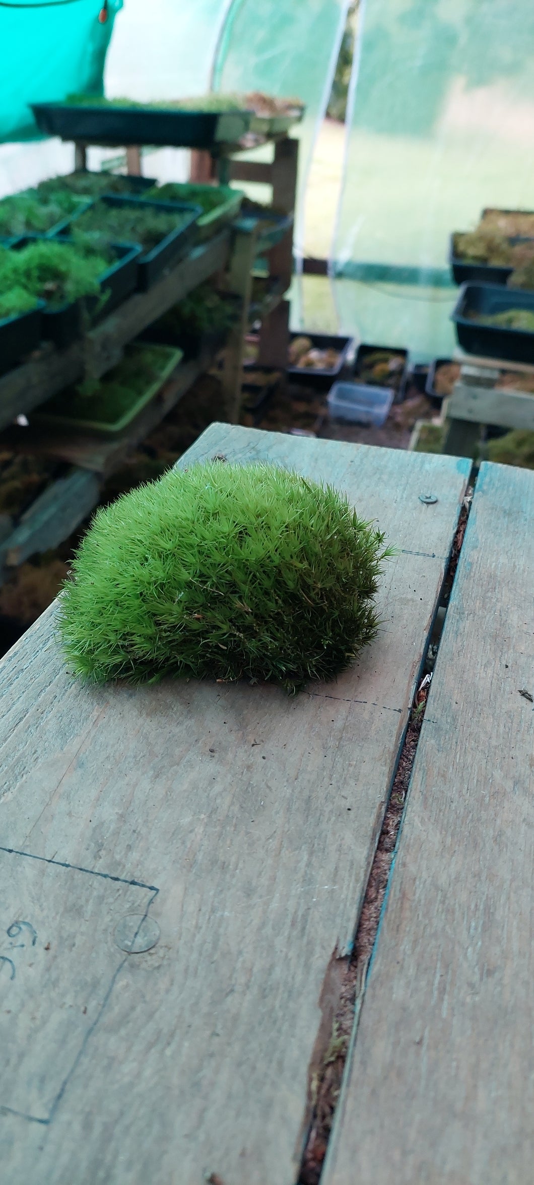 Pincushion Moss ( Leucobryum )