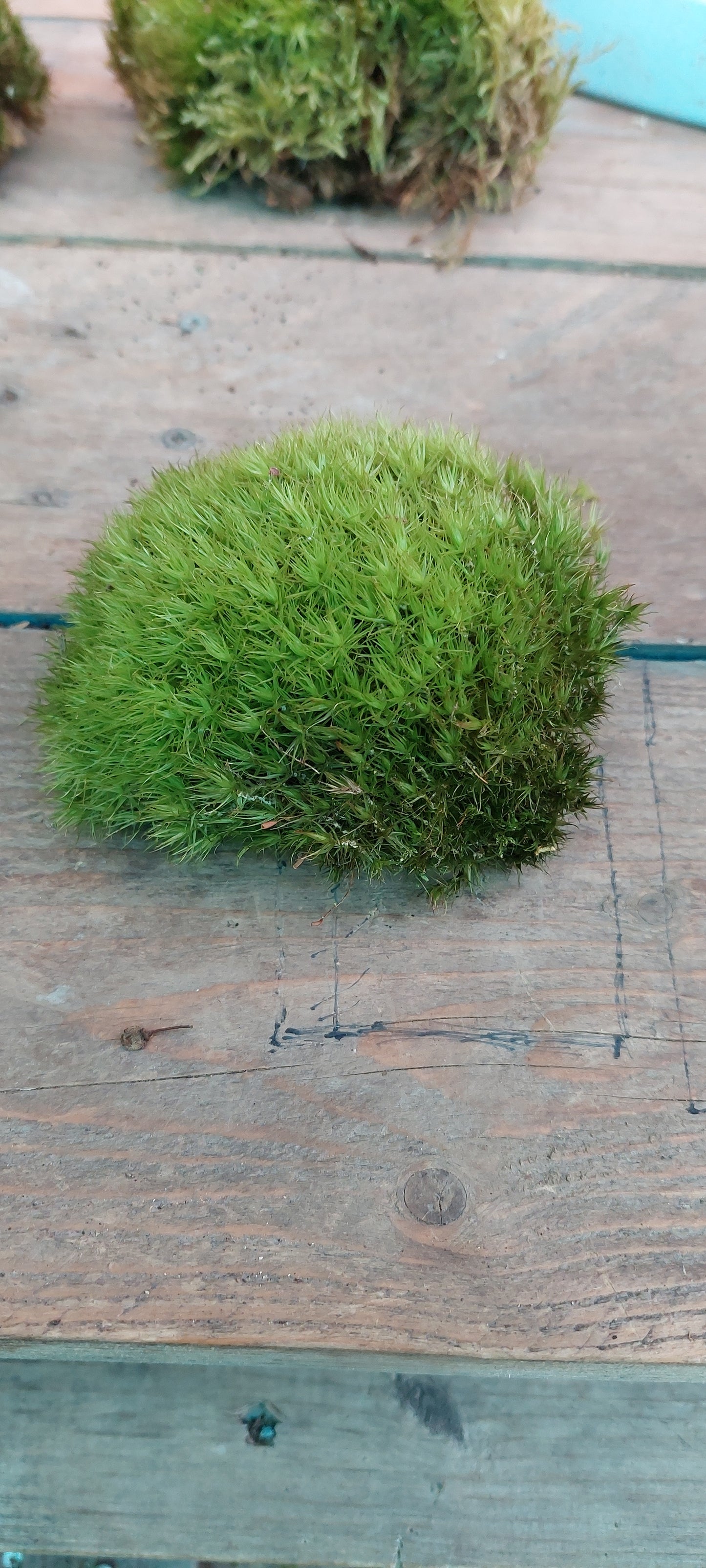 Pincushion Moss ( Leucobryum )