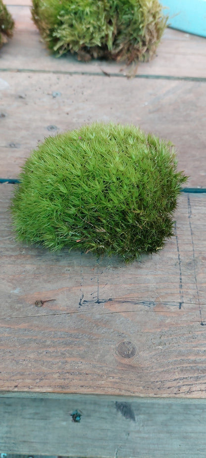 Pincushion Moss ( Leucobryum )