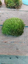 Load image into Gallery viewer, Pincushion Moss ( Leucobryum )

