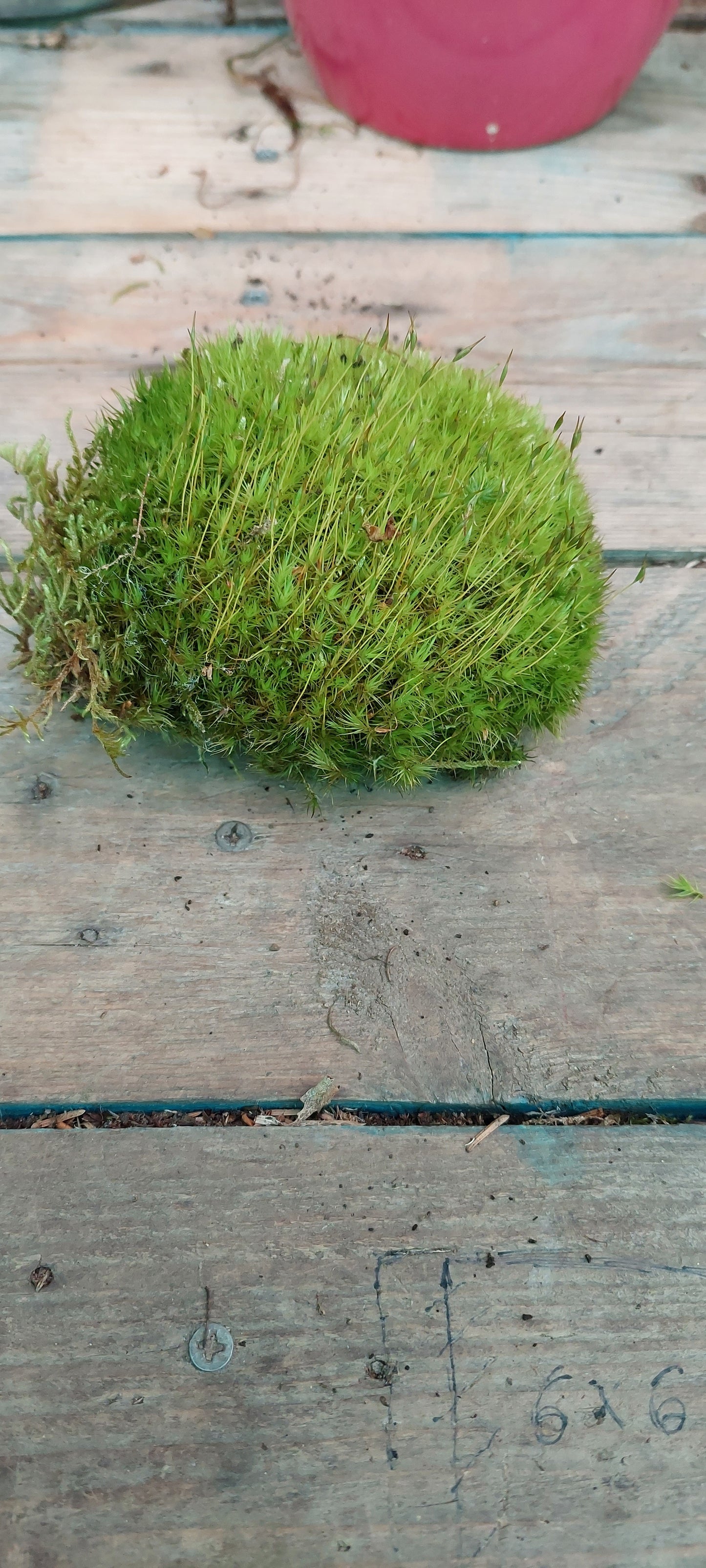 Pincushion Moss ( Leucobryum )