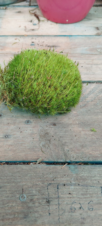 Pincushion Moss ( Leucobryum )