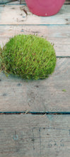Load image into Gallery viewer, Pincushion Moss ( Leucobryum )
