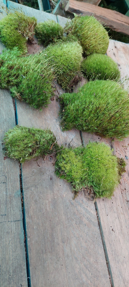 Pincushion Moss ( Leucobryum )