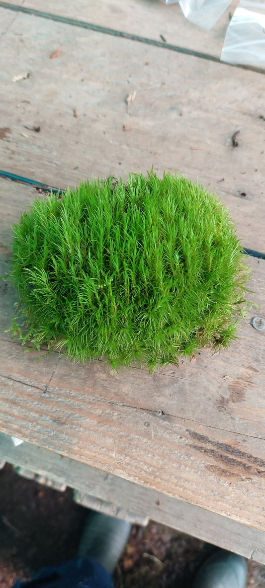 Broom Fork, Mood Moss, Woodland Cushion (Dicranum Scoparium)