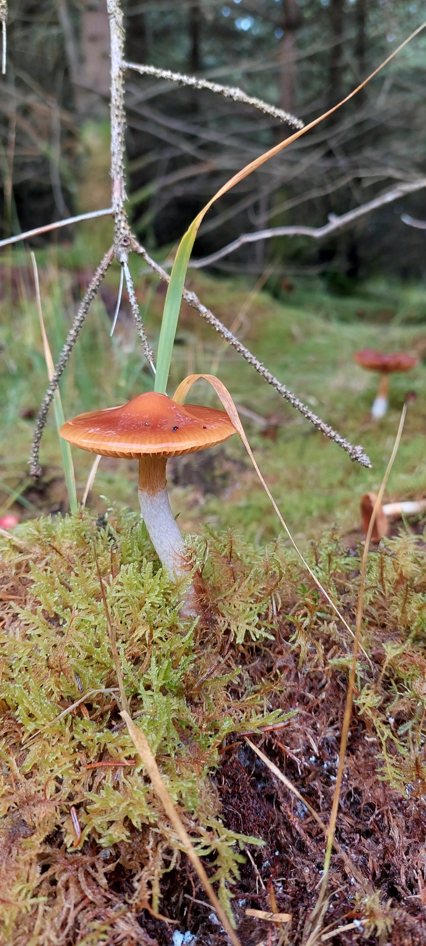 Glittering Wood Moss Lawn