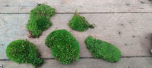 Load image into Gallery viewer, Urban Cushion Moss ( Bryum capilare or similar )
