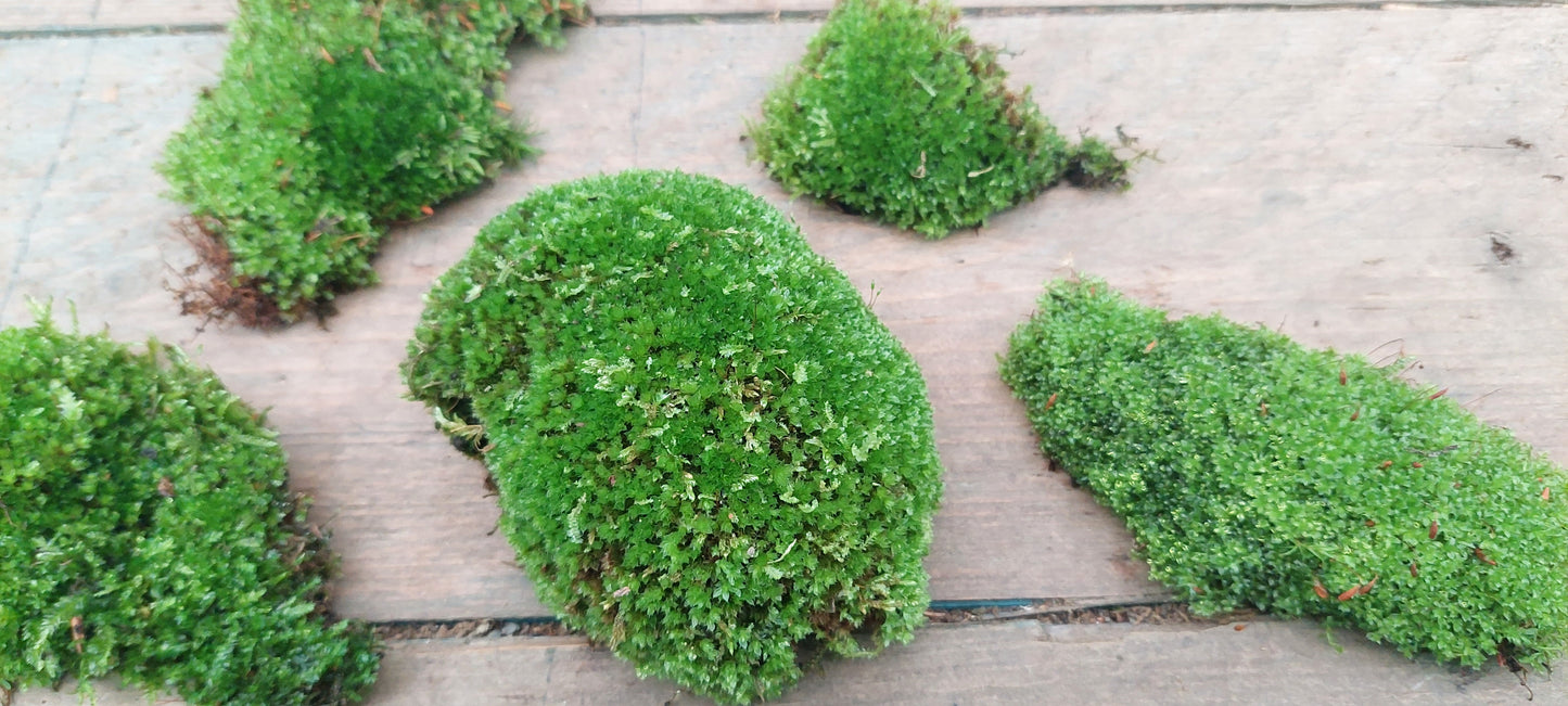 Urban Cushion Moss ( Bryum capilare or similar )