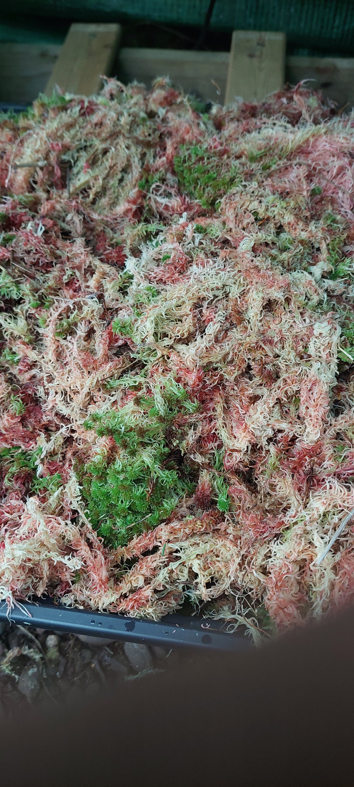 Sphagnum Mix (Sphagnum mix)